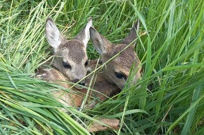Kitzpaar im Gras