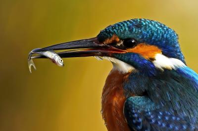 Bild des Monats: Eisvogel mit Beute gewinnt Fotowettbewerb