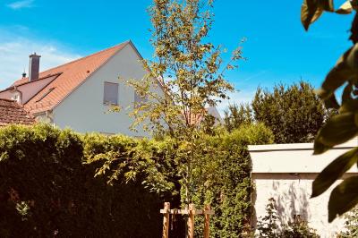 Klimabäume