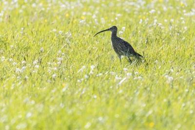 Großer Brachvogel auf Feuchtgrünland