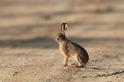 Hase