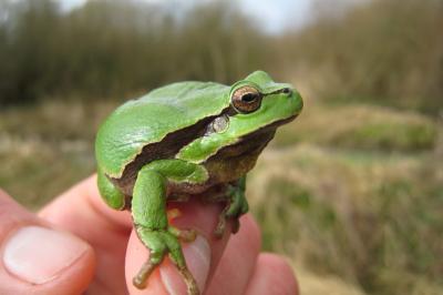 Laubfrosch