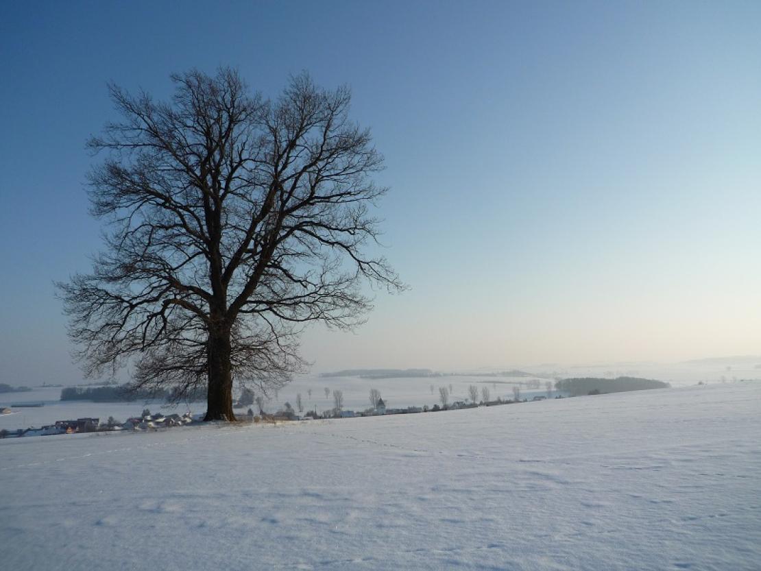 Friedenseiche Winter kopie