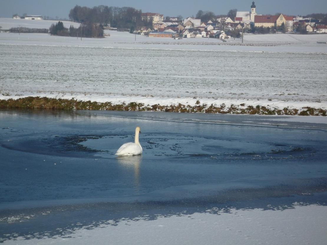 Schwäne bei Herblingen Winter kopie