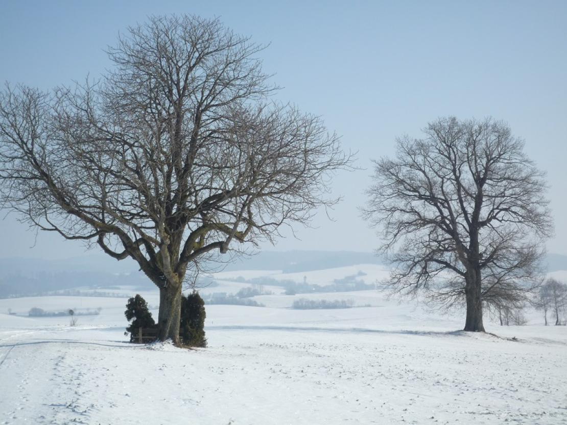 Winterlandschaft Urlas Friedenseiche kopie