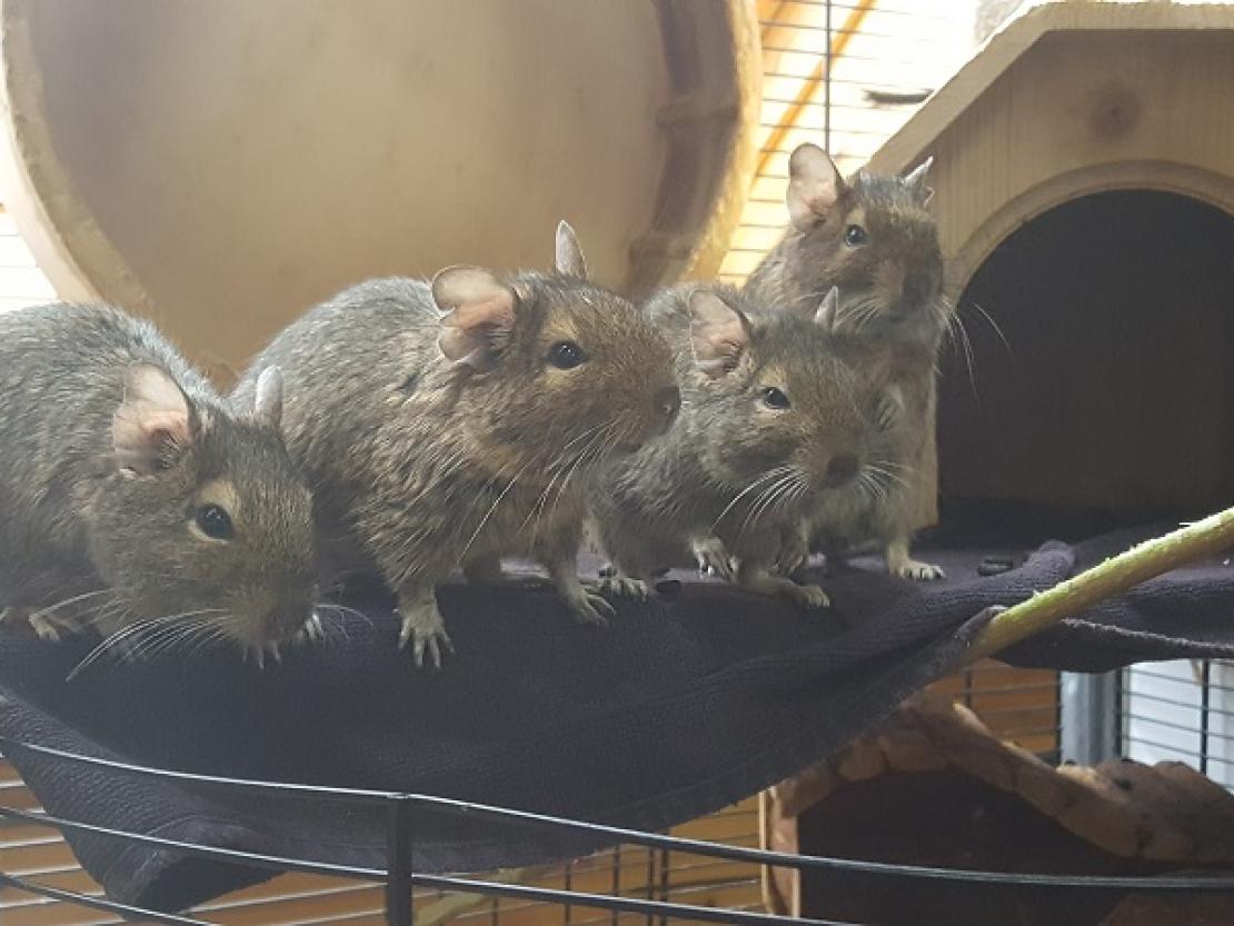 Degus Tierheim Nördlingen