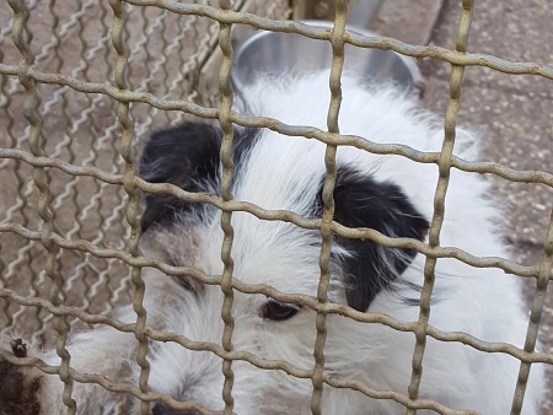 Hund Tierheim Nördlingen