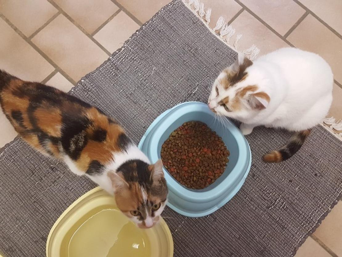 Katze Tierheim Nördlingen