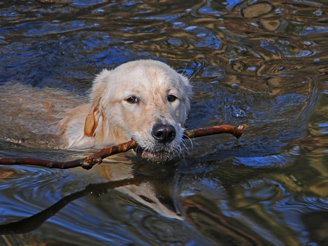 Hund im Wasser
