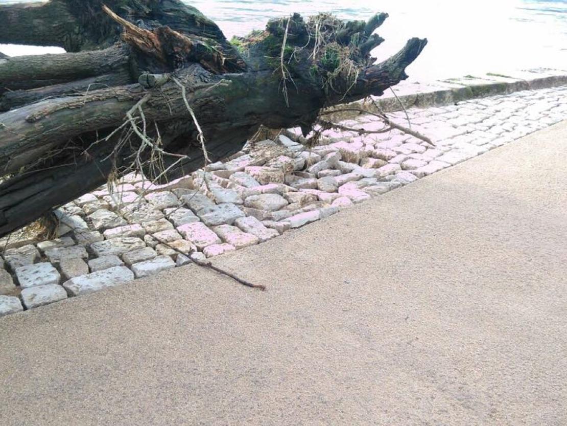 26782391_157949464827722_1389984744_o