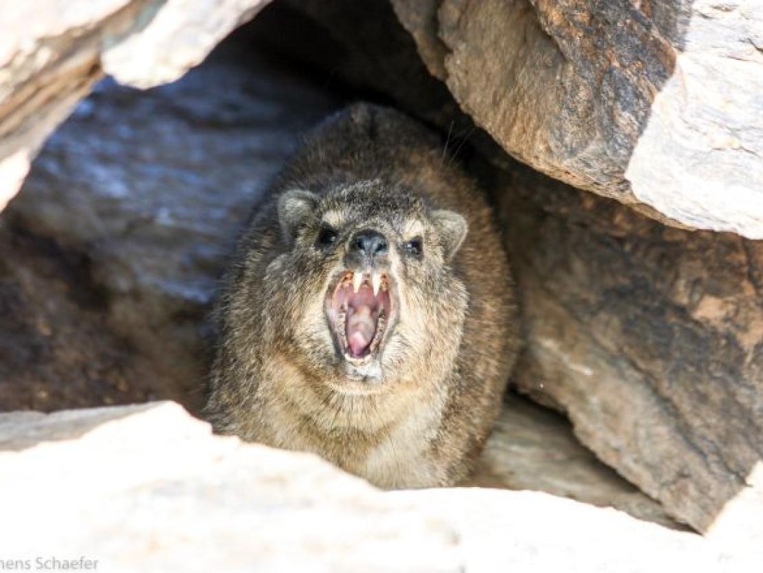 Bild Clemens Schaefer (91)