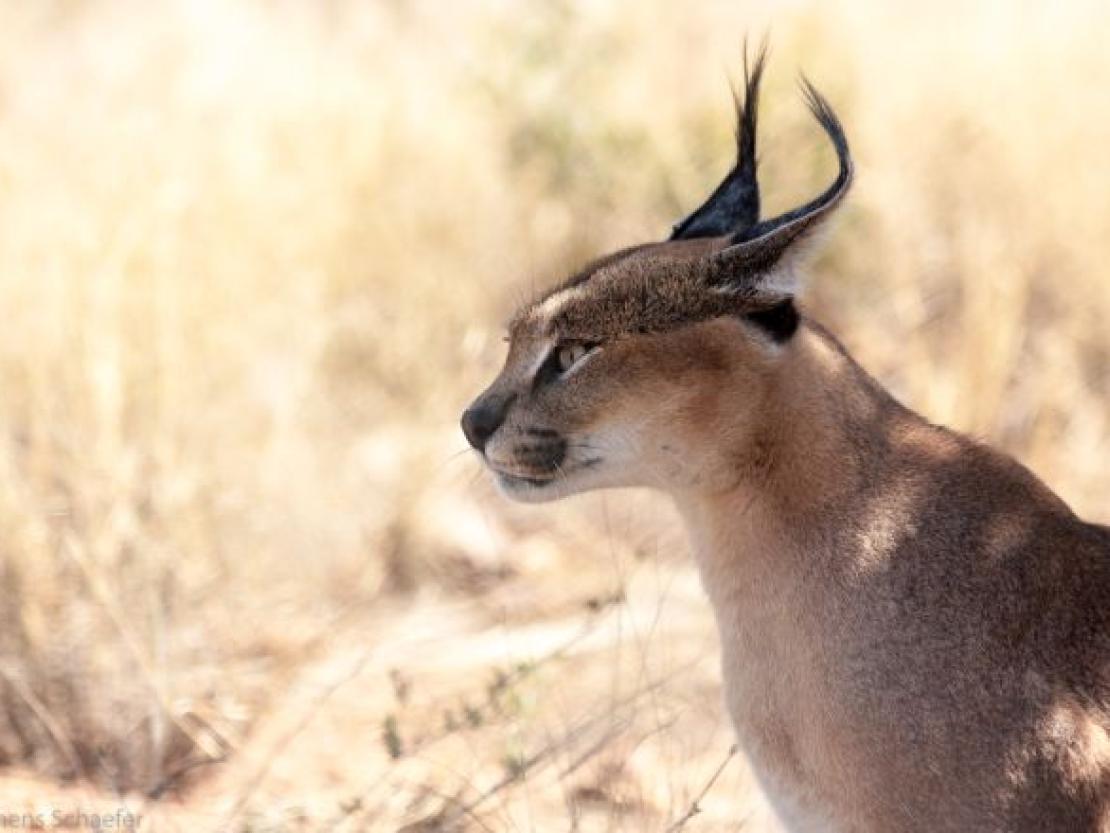 Bild Clemens Schaefer (93)