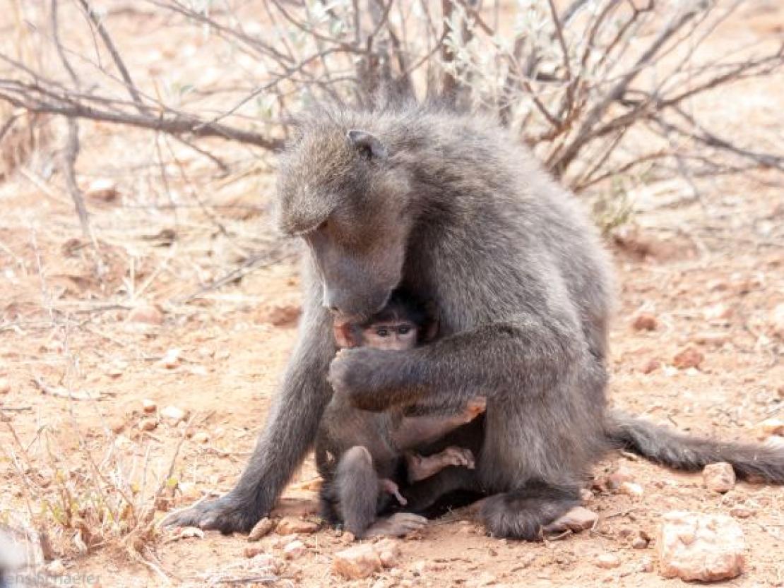 Bild Clemens Schaefer (94)