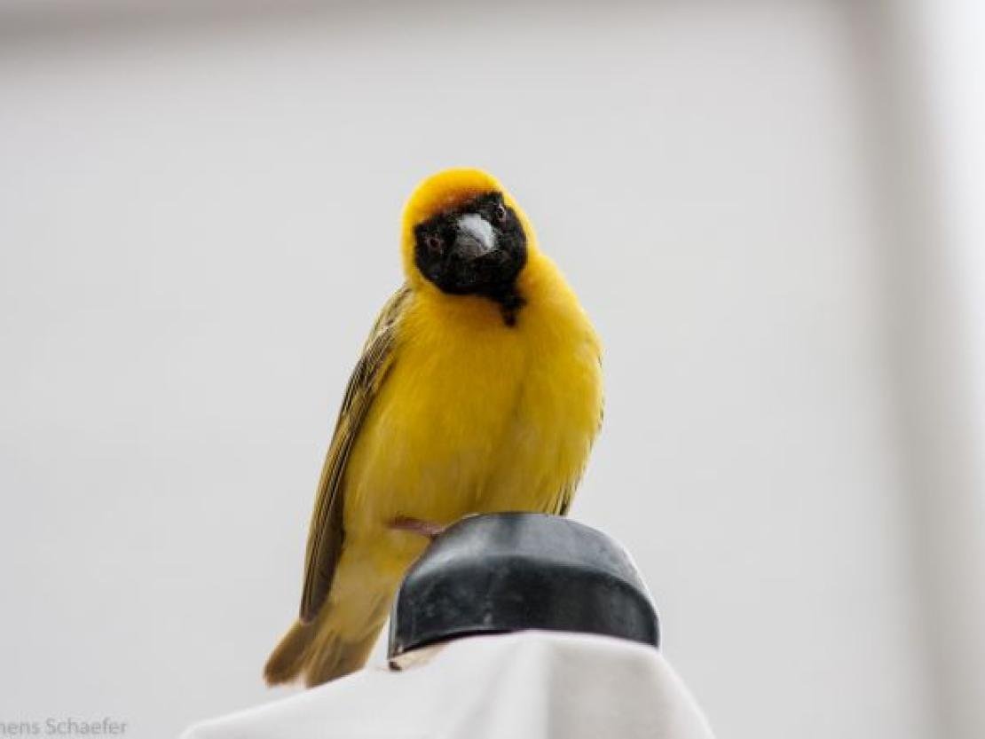 Bild Clemens Schaefer (102)