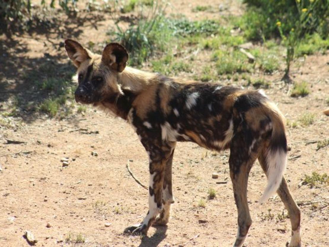 Naankus-Loge Namibia 2018 @MS 020