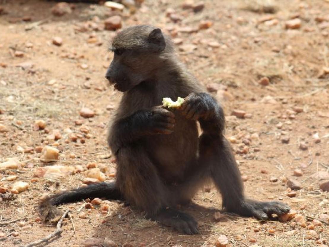 Naankus-Loge Namibia 2018 @MS 062