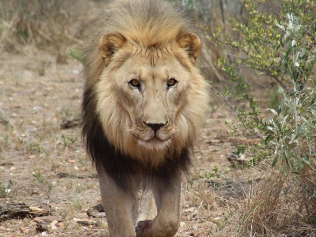 Naankus-Loge Namibia 2018 @MS 135