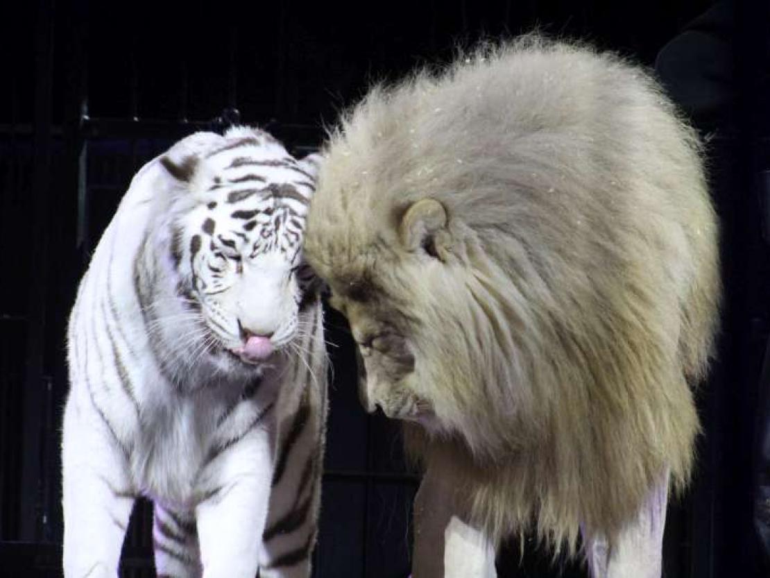 Zirkus Krone 2018 235