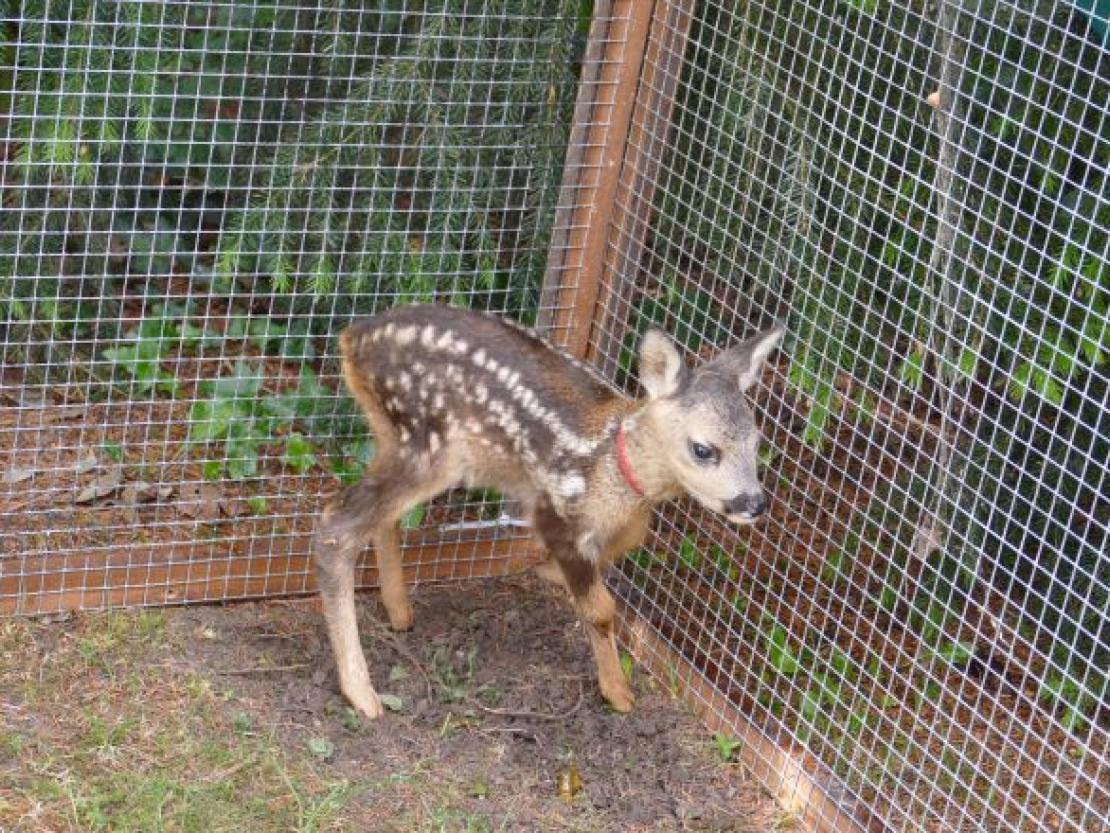 Rehkitz@JennyWagnerr0002