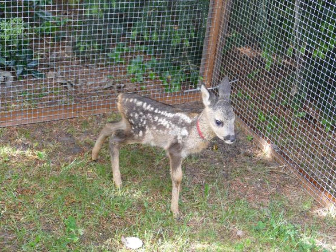 Rehkitz@JennyWagnerr0003