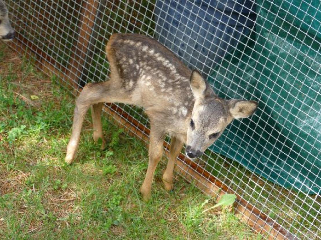 Rehkitz@JennyWagnerr0004