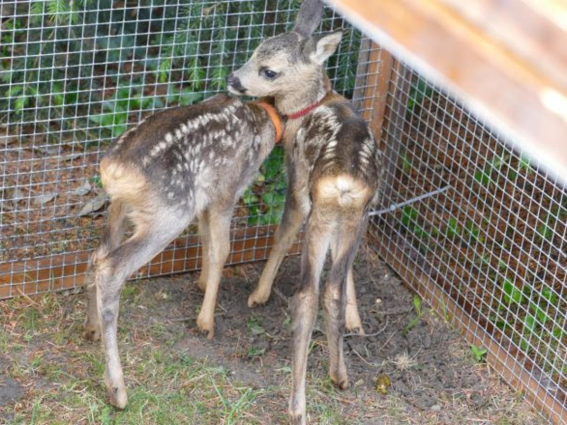 Rehkitz@JennyWagnerr0005