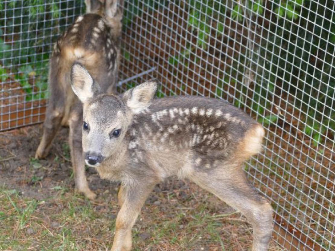 Rehkitz@JennyWagnerr0006