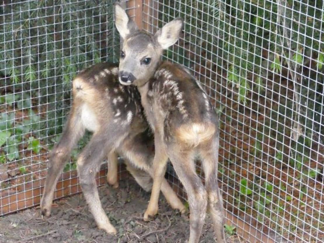 Rehkitz@JennyWagnerr0007