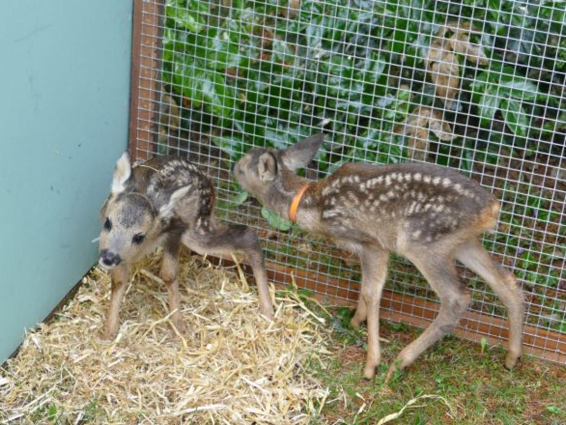 Rehkitz@JennyWagnerr0001