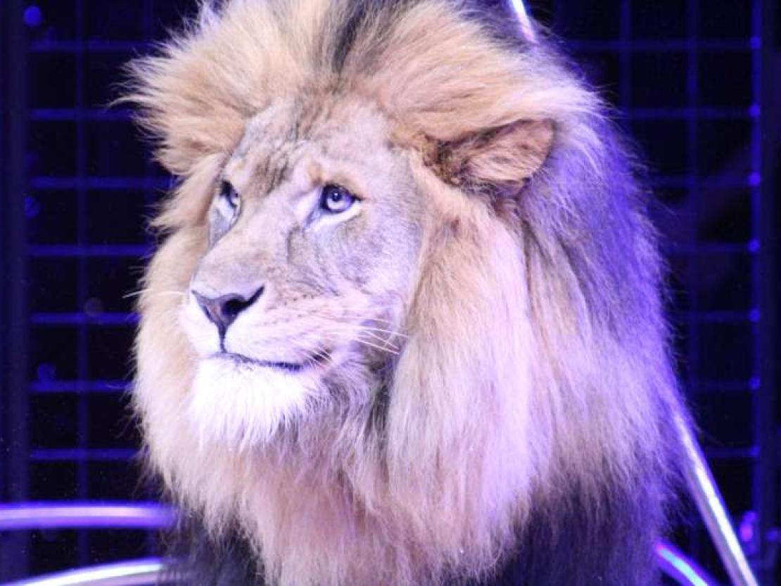 Zirkus Charles Knie 2018 131