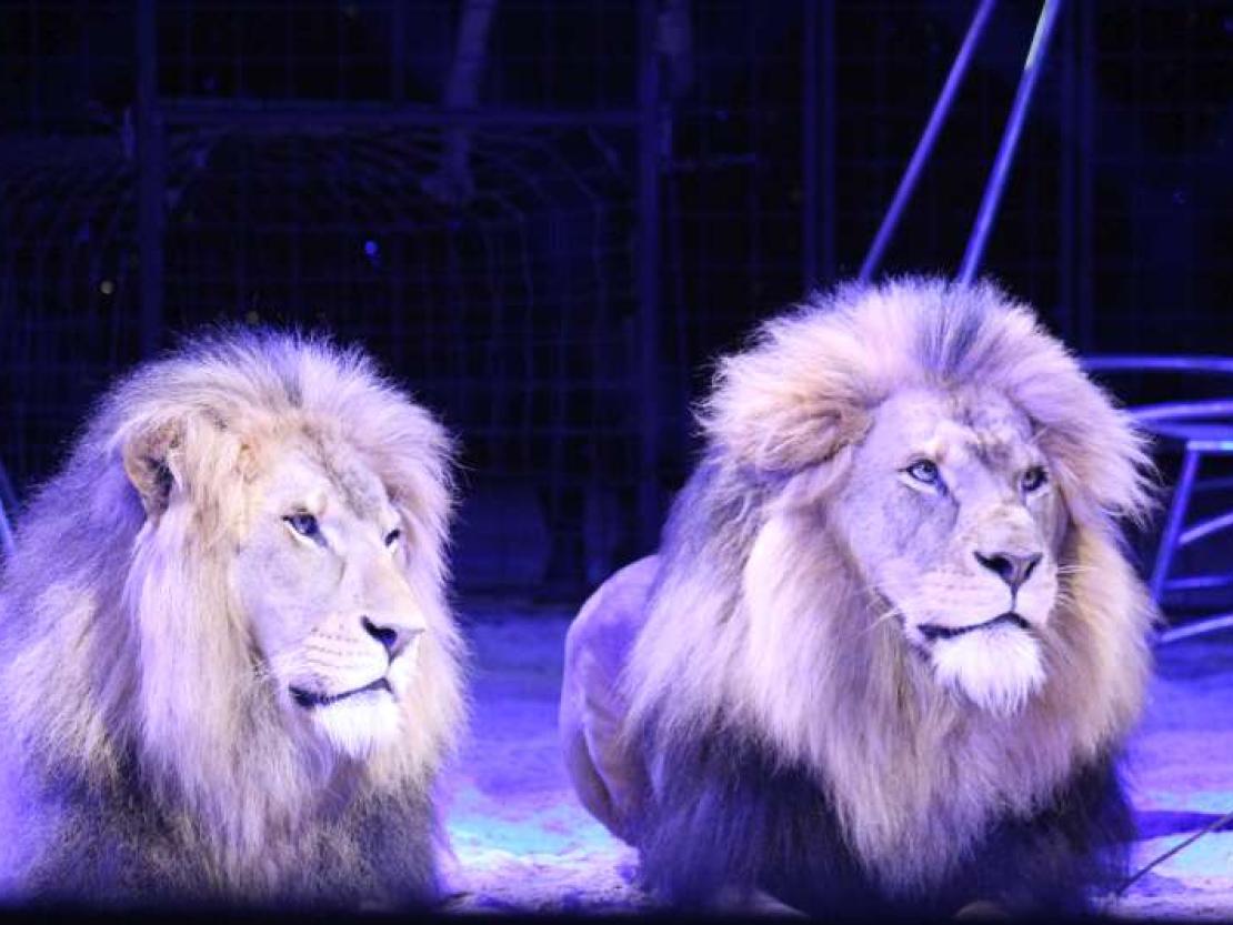 Zirkus Charles Knie 2018 133