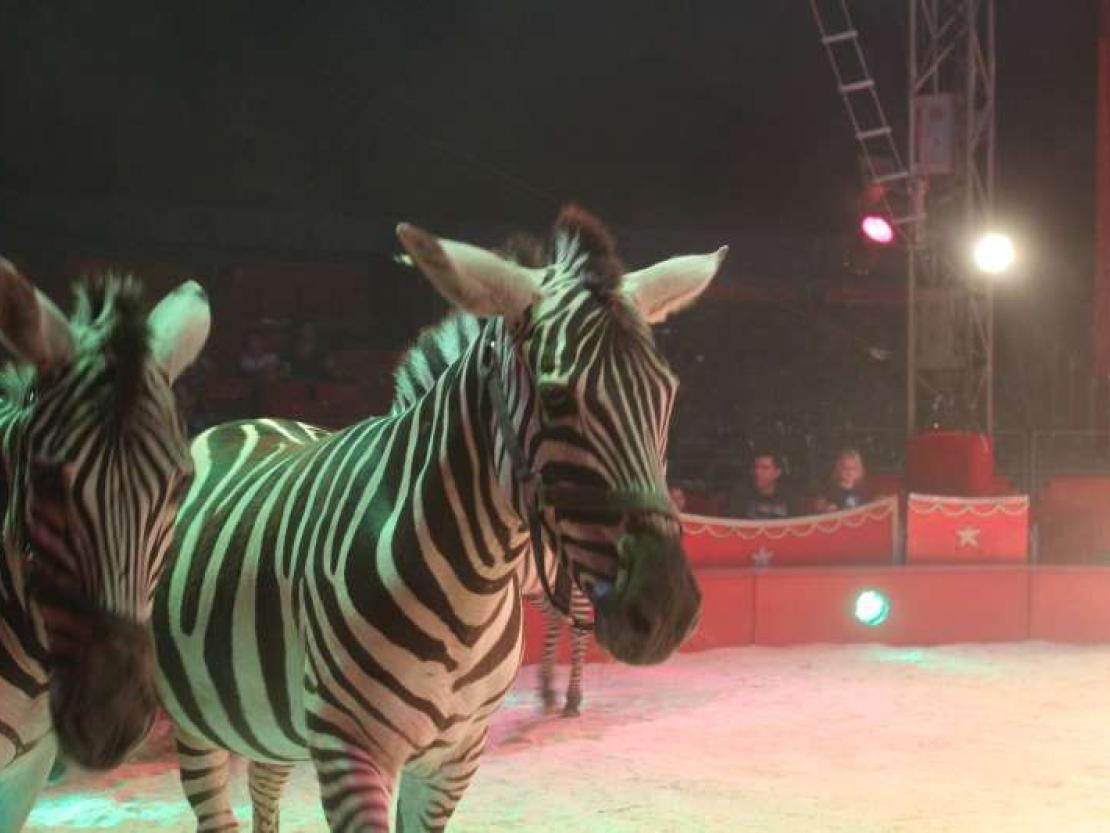 Zirkus Charles Knie 2018 017