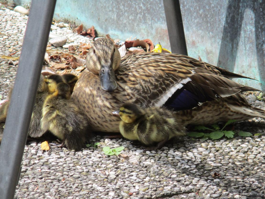 Wildente und ihre frisch geschlüpften Küken auf der Dachterrasse des Bürgerspitals Donauwörth