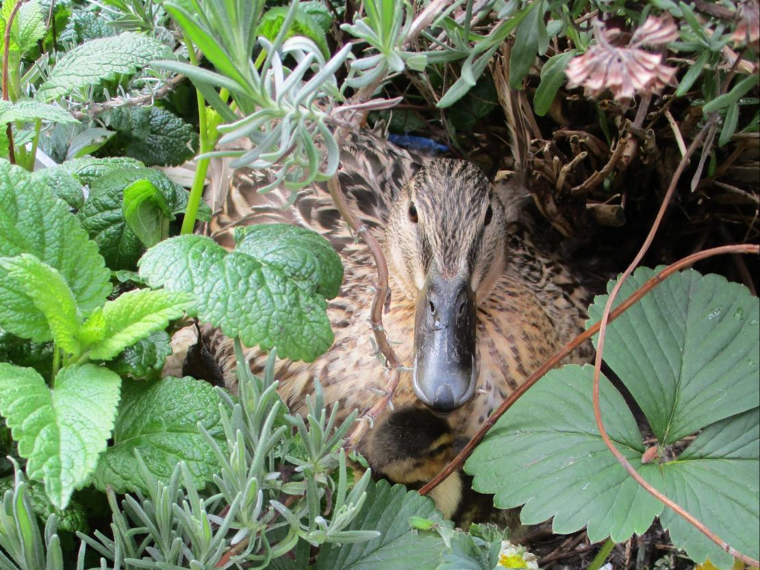 Wildente auf der Dachterrasse des Bürgerspitals Donauwörth