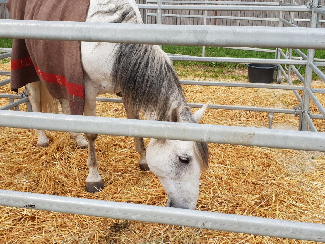 Kaufmannszug Nördlingen