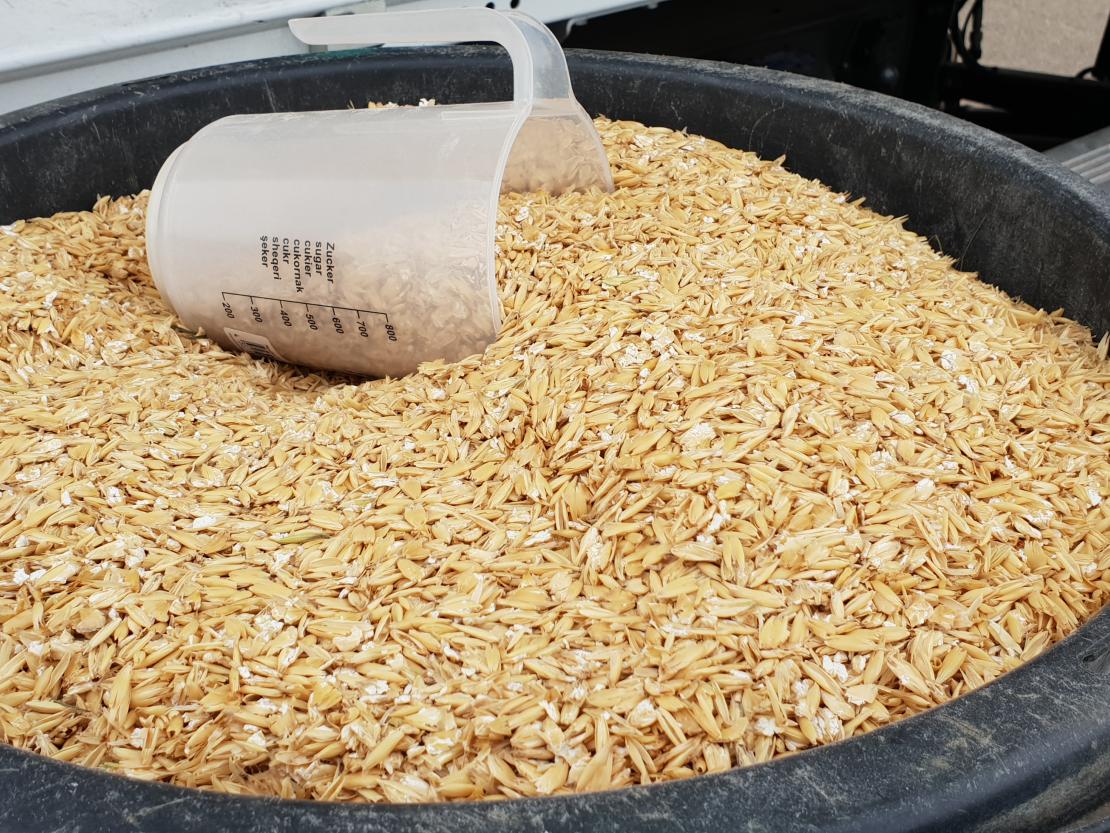 Kaufmannszug Nördlingen