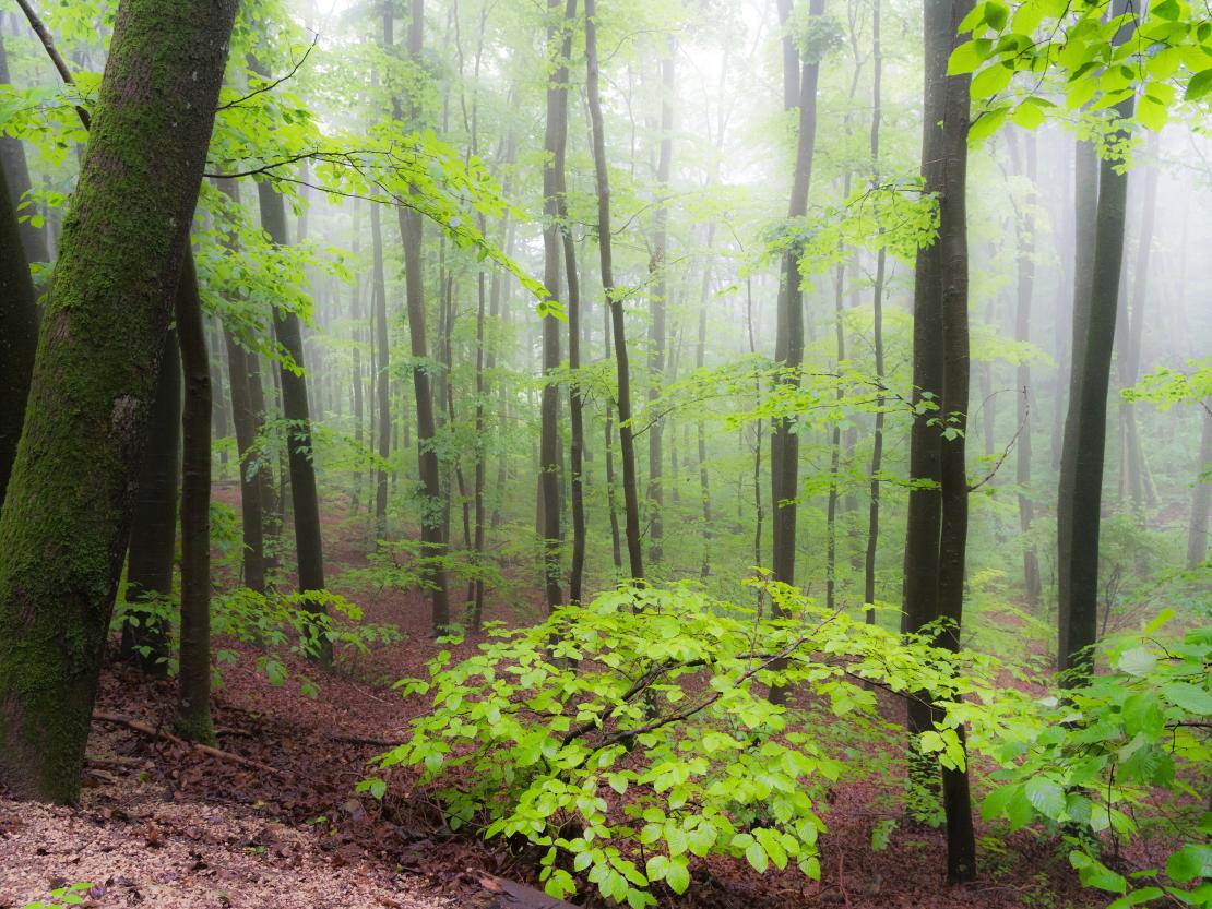„Gerichtsholz“ in Wemding