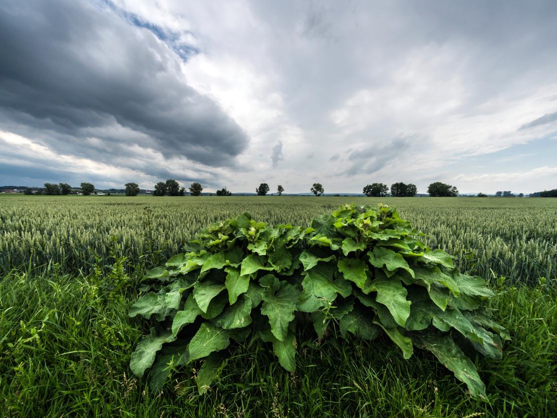 Kräuter und Gewitter