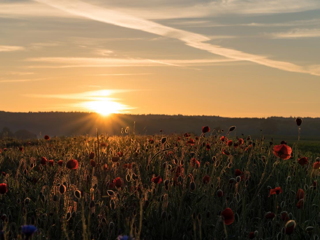 Mohnblumen Megesheim