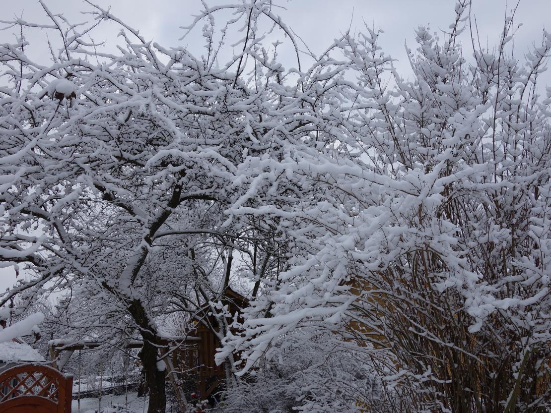 Das Bild zeigt Bäume mit Schnee.