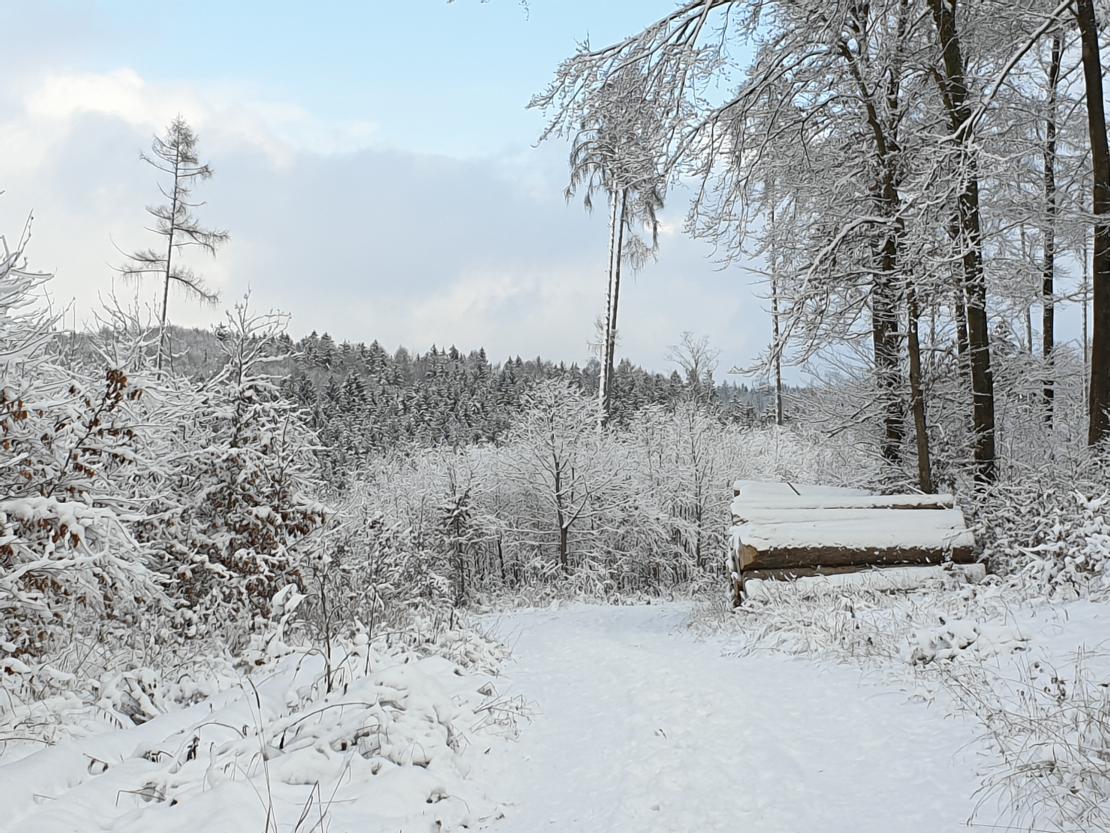 Das Bild zeigt ein Winterfoto.