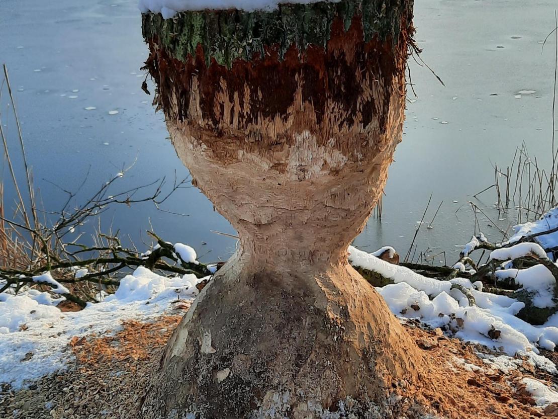 Das Bild zeigt den Gosheimer Baggersee im Winter.