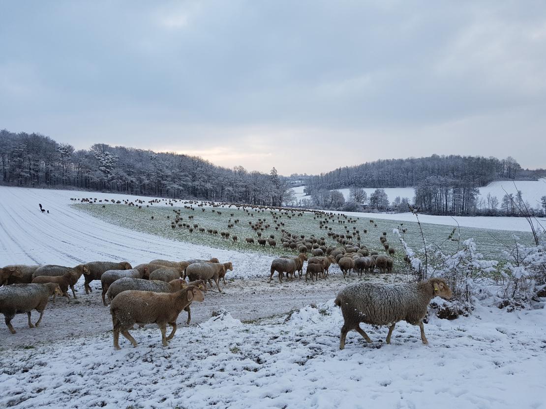 Das Bild zeigt eine Schafherde.