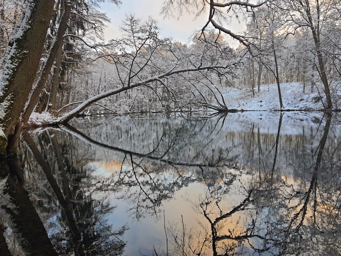 Das Bild zeigt die Spiegelung im Doosweiher in Wemding.