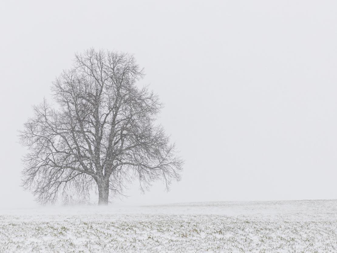 Das Bild zeigt einen Baum im Schneegestöber.