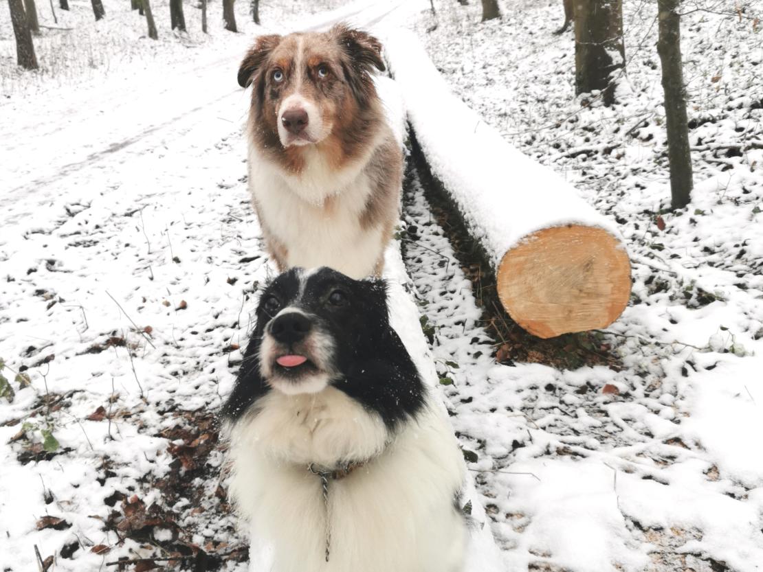 Das Bild zeigt zwei Hunde im Wald.