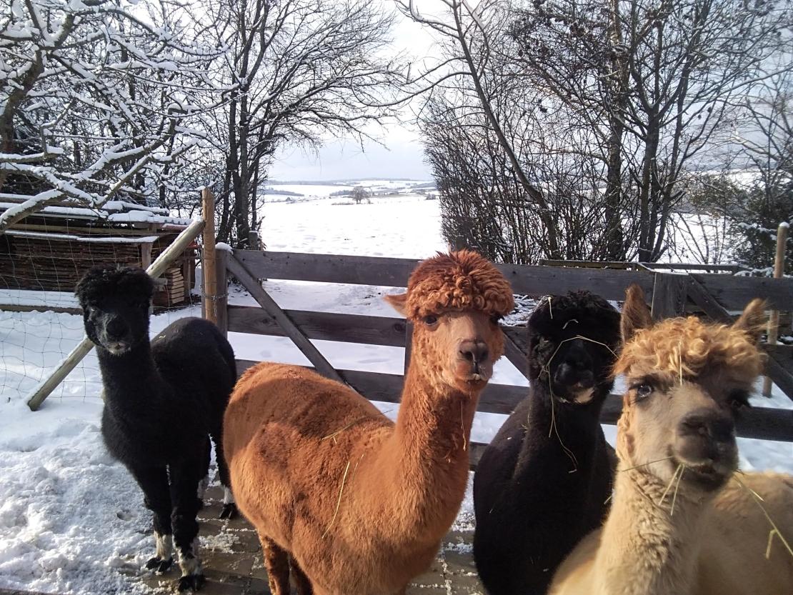 Das Bild zeigt die Alpakas.