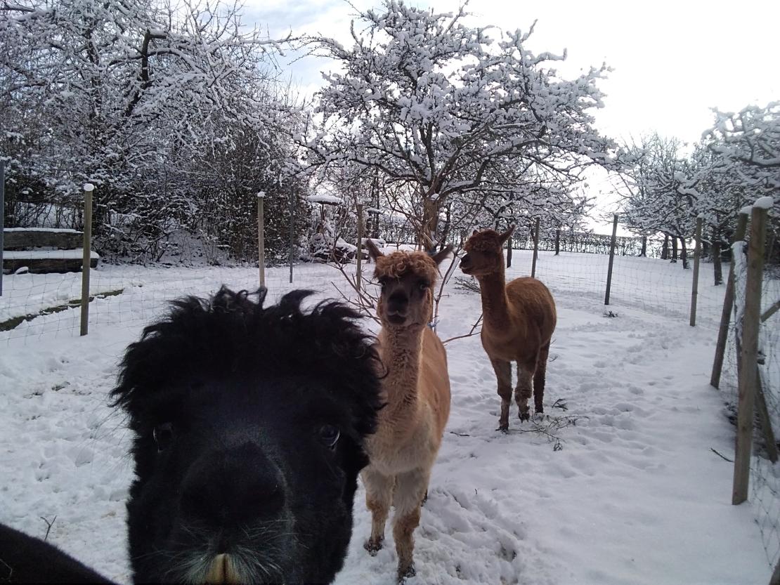 Das Bild zeigt Alpakas.