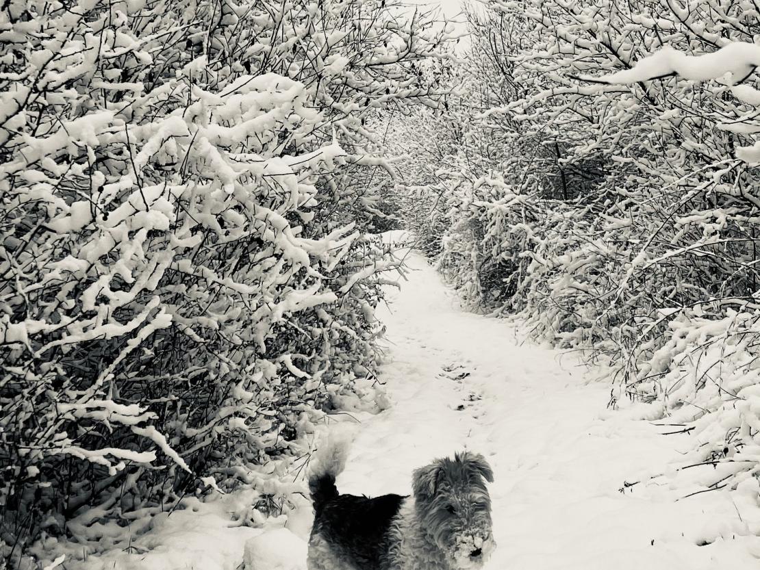 Das Bild zeigt einen Hund im Schnee.