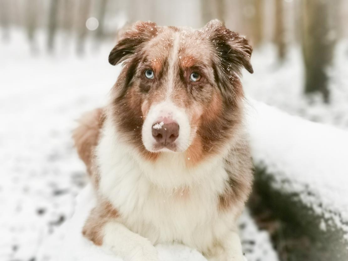 Das Bild zeigt einen Hund im Schnee.